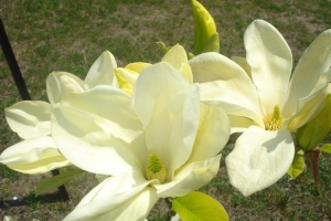yellow spring blossom